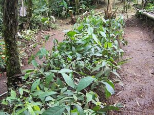 Die Setzlinge werden in lokalen Baumschulen vorgezogen.