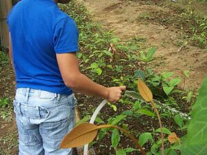 Baumpflege als praxisnaher Umweltunterricht