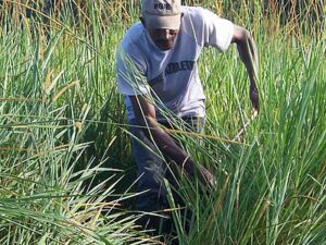 Arbeiter schlagen Pflanzkreise mit einem Durchmesser von ca. 1 m, in die die Setzlinge gepflanzt werden.