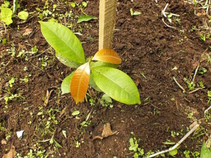 Zum Zeitpunkt der Pflanzung sind die Bäumchen nur wenige Dutzend Zentimeter groß...